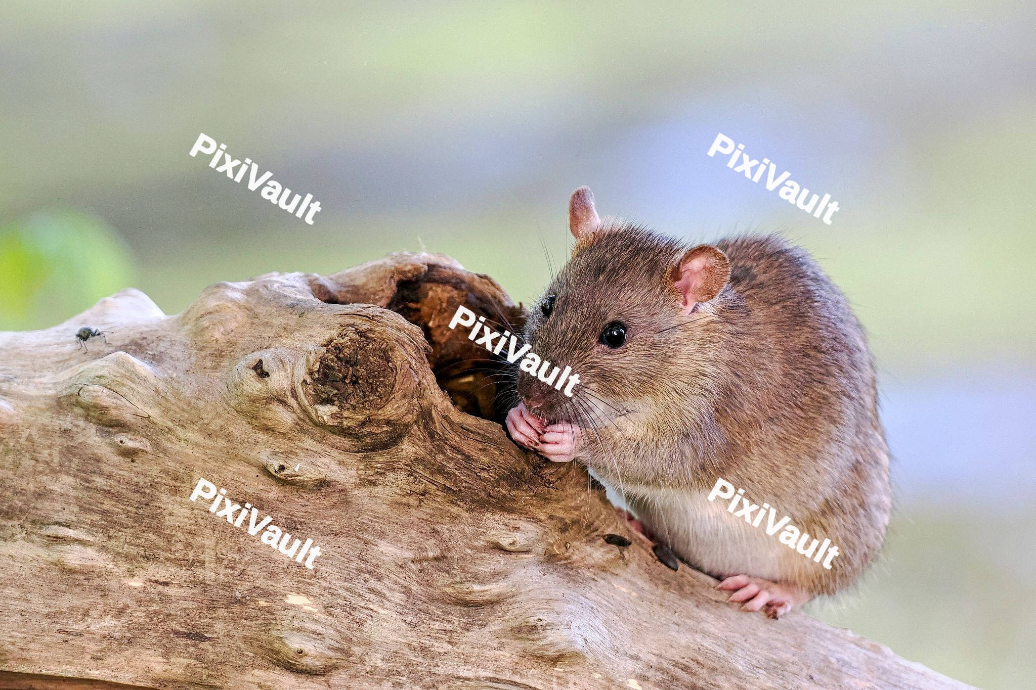 Rodents